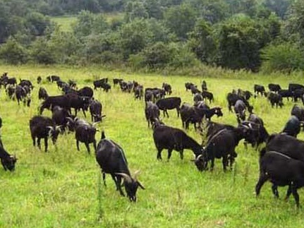 牧草養羊技術與收割利用有哪些