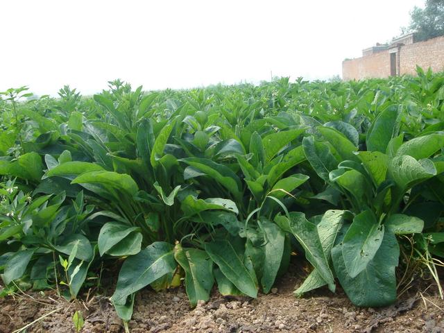 養殖戶注意了，土雞愛吃的八大牧草，有什么需要注意的？