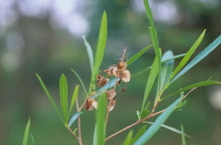 車桑子繁殖方式以及主要經(jīng)濟價值 車桑子繁殖方式以及主要經(jīng)濟價值