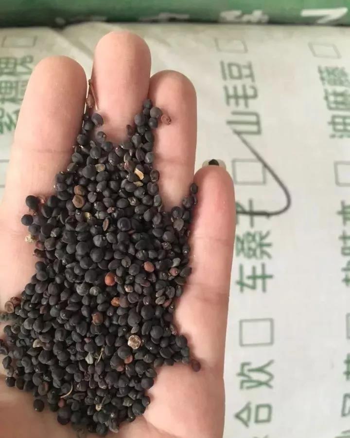 灌木種子—車桑子介紹以及播種方法