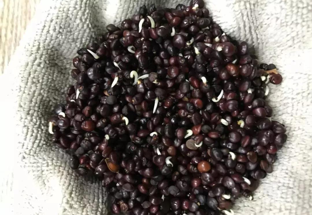 灌木種子—車桑子介紹以及播種方法