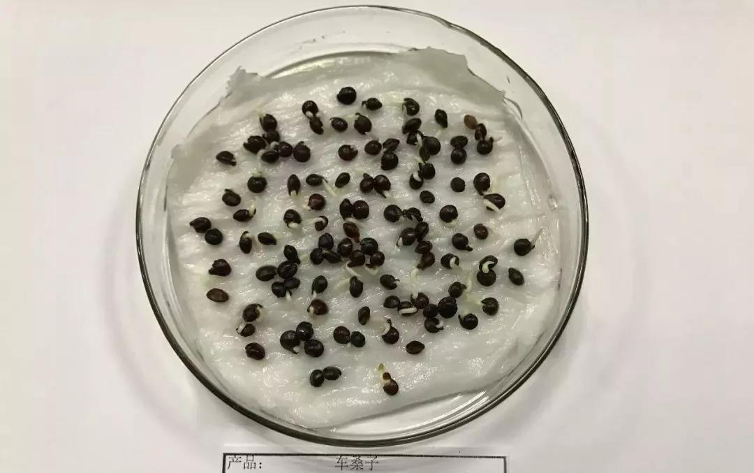 灌木種子—車桑子介紹以及播種方法