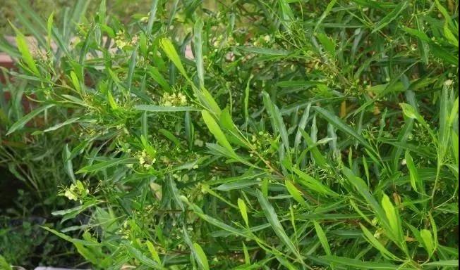 灌木種子—車桑子介紹以及播種方法