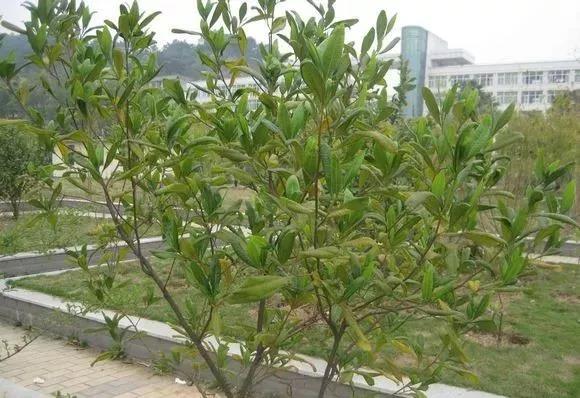 灌木種子—車桑子介紹以及播種方法