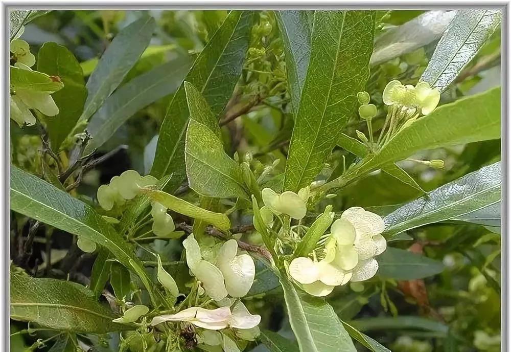 灌木種子—車桑子介紹以及播種方法