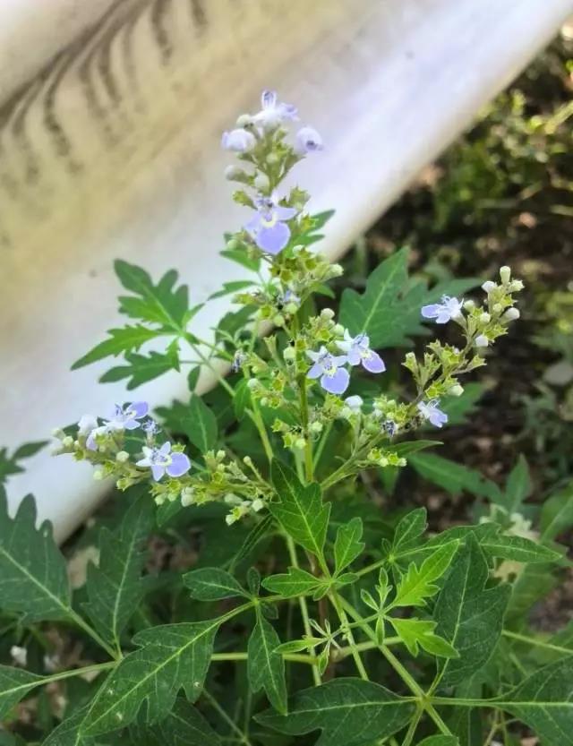 荊條形態(tài)特征以及基本經(jīng)濟價值