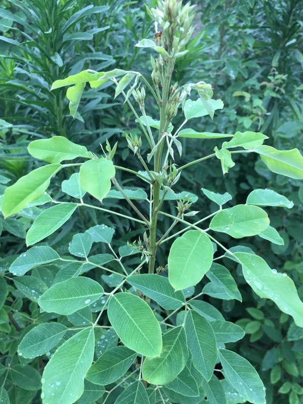 耐寒性較好—二色胡枝子栽培技術要點 耐寒性較好—二色胡枝子栽培技術要點