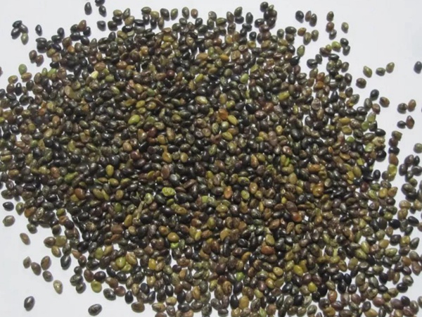 耐寒性較好—二色胡枝子栽培技術要點 耐寒性較好—二色胡枝子栽培技術要點