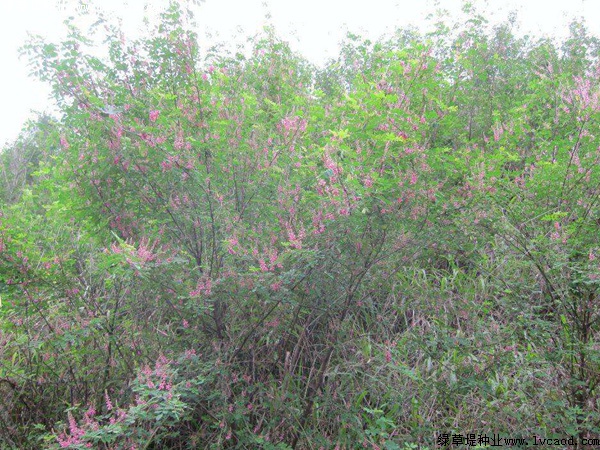 護坡灌木——多花木蘭栽培要點