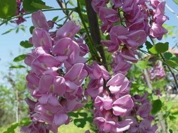 紫穗槐形態特征以及生長環境