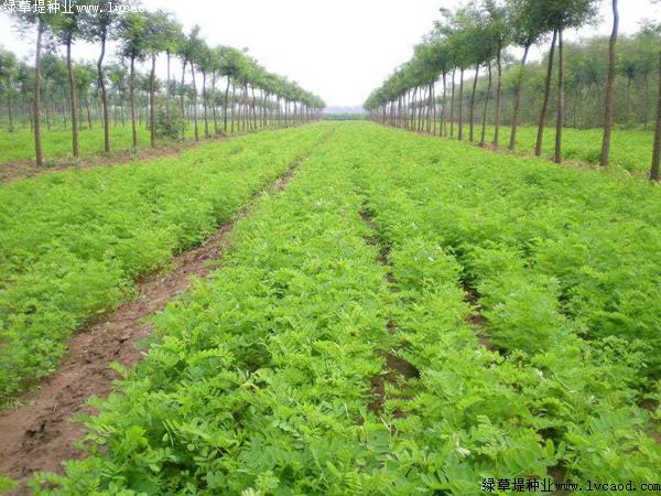 紫穗槐形態特征以及生長環境