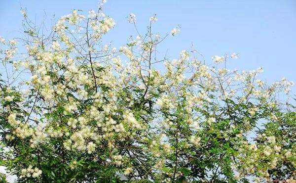 賞花——【銀合歡】主要價值