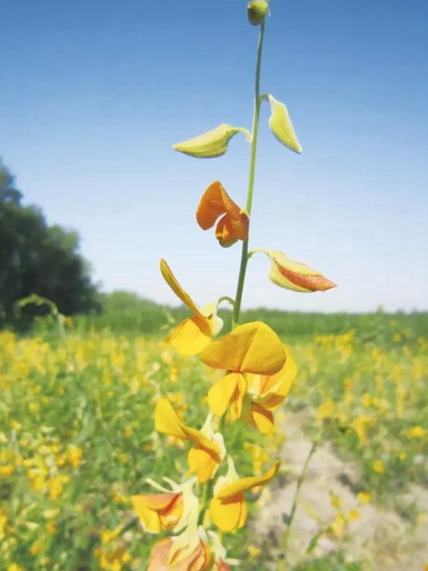 豬屎豆栽培技術(shù)與管理應(yīng)用方法 豬屎豆栽培技術(shù)與管理應(yīng)用方法
