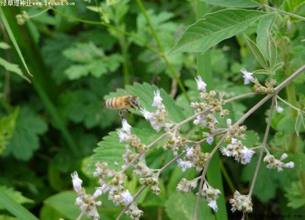 如何提高荊條的種植效益？有什么需要注意的？
