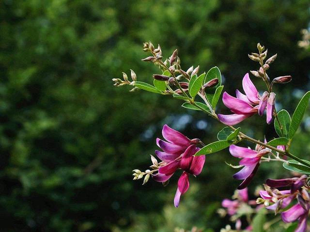 胡枝子的種植技術(shù)介紹，什么時(shí)候播種最佳？