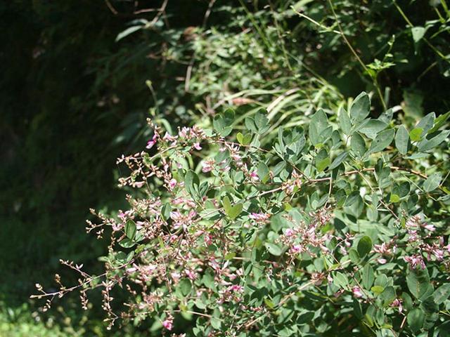 胡枝子的種植技術(shù)介紹，什么時(shí)候播種最佳？