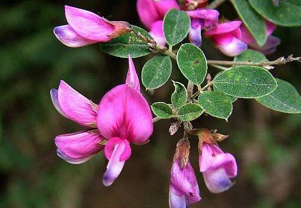 胡枝子經濟價值及種植技術