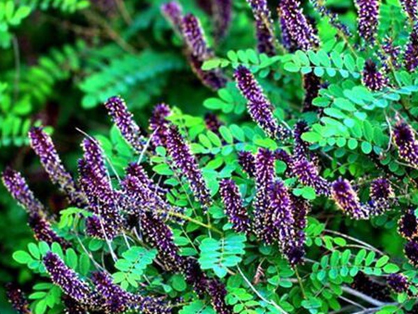 紫穗槐種植方法以及栽培要點 紫穗槐種植方法以及栽培要點
