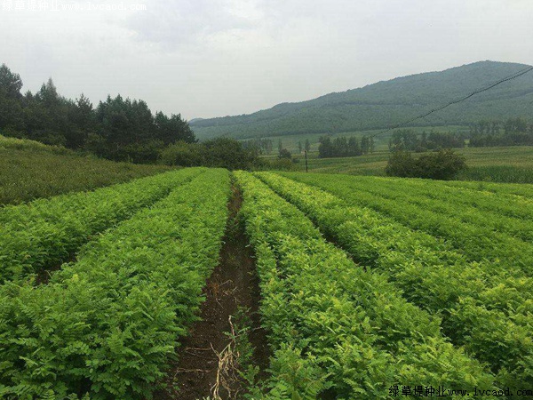 紫穗槐紫穗槐種植方法以及栽培要點 紫穗槐紫穗槐種植方法以及栽培要點