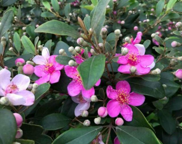 桃金娘可以人工種植嗎？桃金娘種植方法是什么？