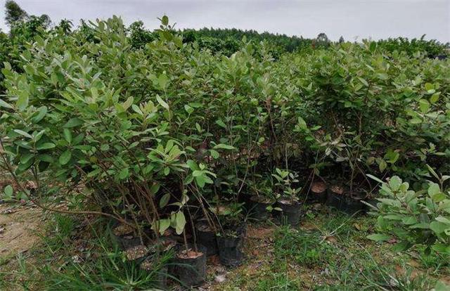 桃金娘的種植方法介紹以及栽培管理