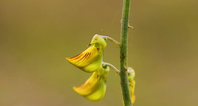 豬屎豆種植技術(shù)說明,什么時候種植最佳? 豬屎豆種植技術(shù)說明,什么時候種植最佳?