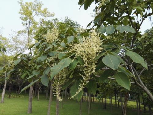 生命力頑強的鹽膚木，鹽膚木基本價值與種植技術介紹