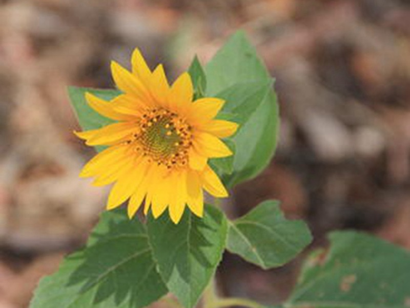 迷你向日葵 迷你向日葵