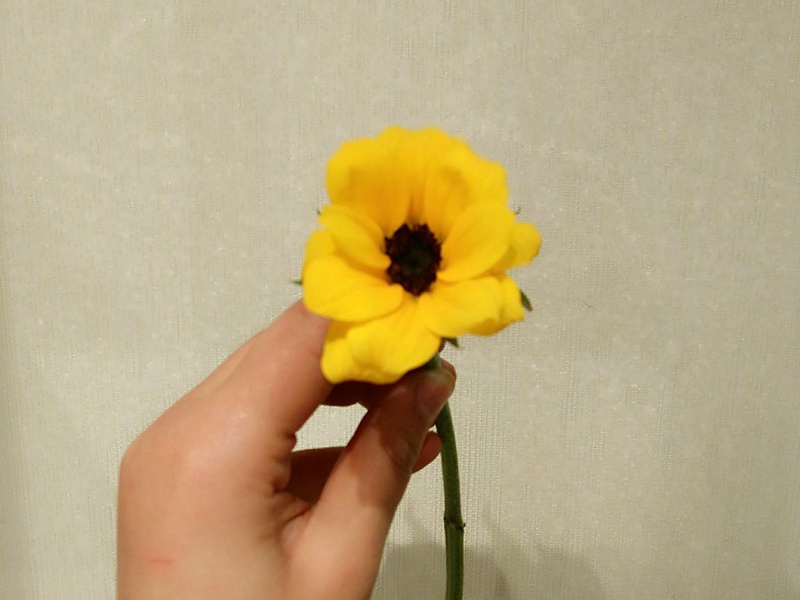 迷你向日葵 迷你向日葵