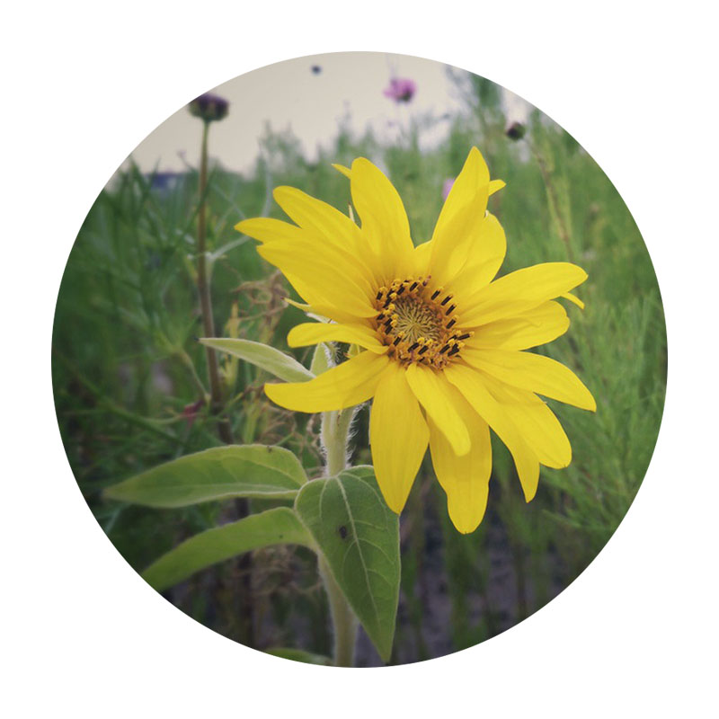 迷你向日葵 迷你向日葵