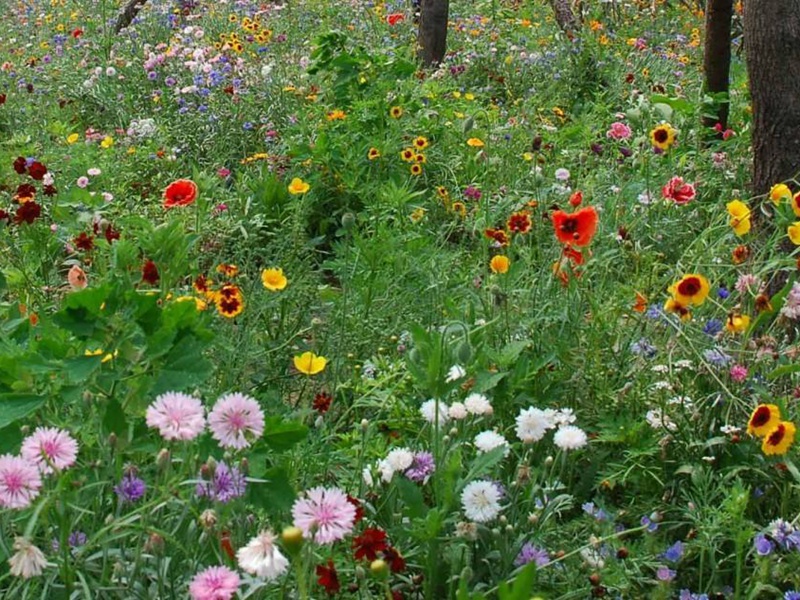 進口野花組合 進口野花組合