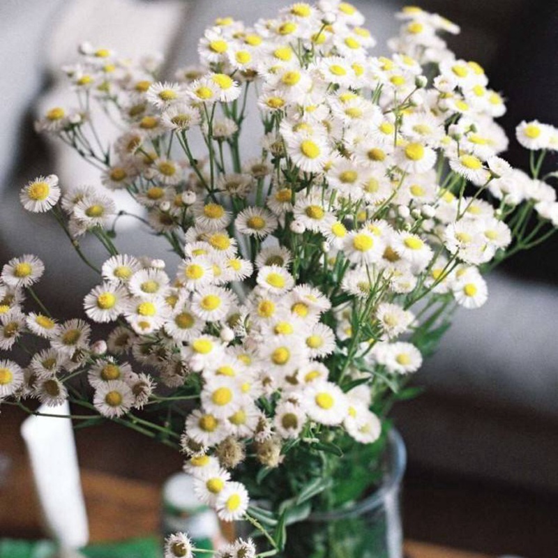 進口小雛菊 進口小雛菊