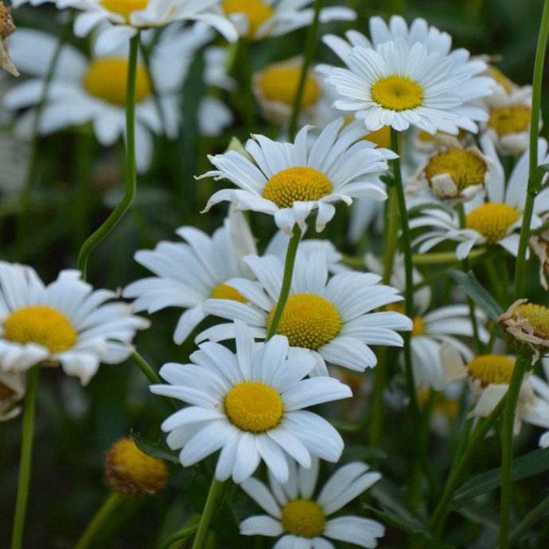 進口小雛菊 進口小雛菊
