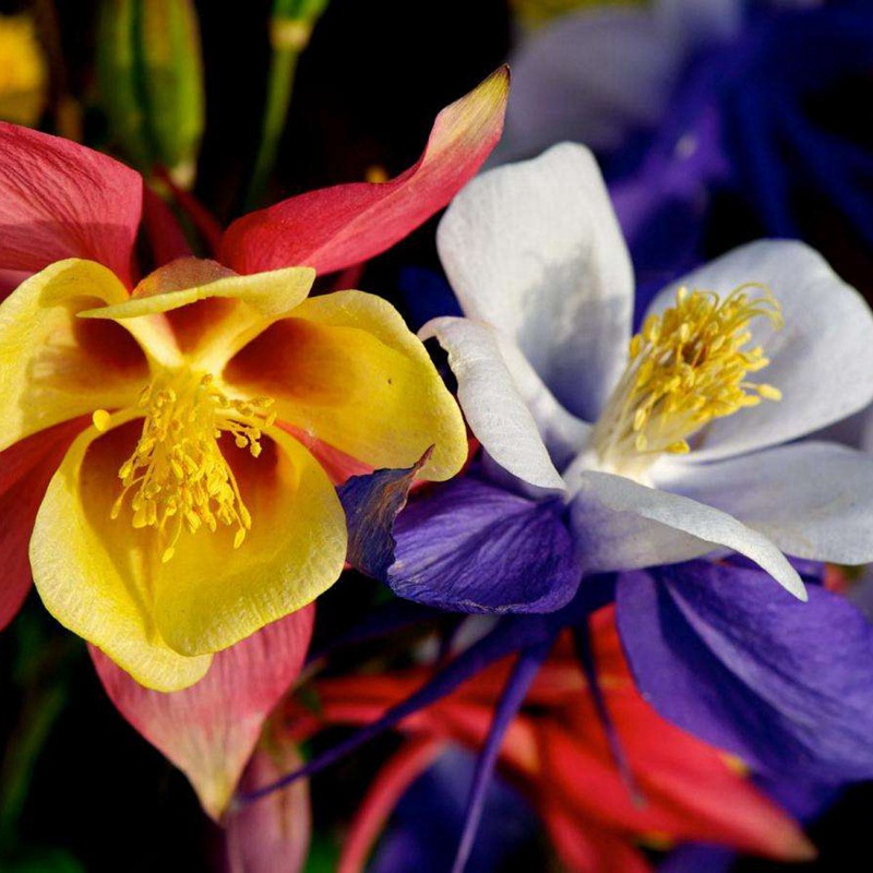 小花耬斗菜 小花耬斗菜