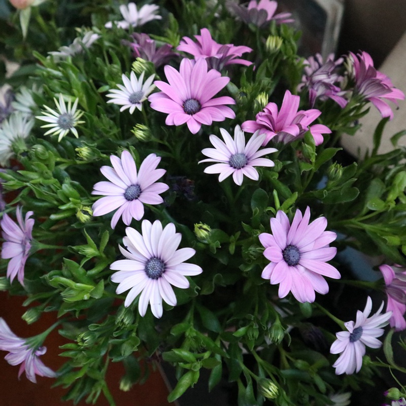 南非萬壽菊 南非萬壽菊