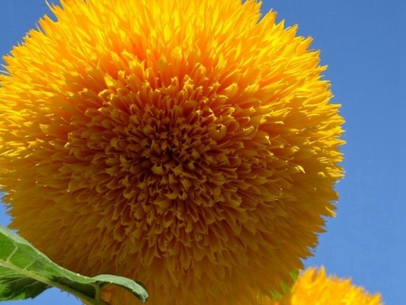 玩具熊向日葵 玩具熊向日葵