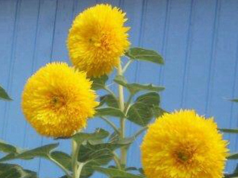 玩具熊向日葵 玩具熊向日葵