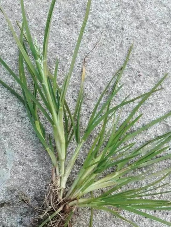 草坪種子——小麥田早熟禾怎么除？有什么方法去除？