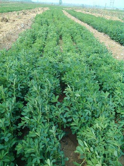 紫花苜蓿——牧草中的極品，最實用的種植技術(shù)，值得收藏