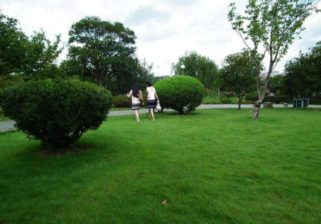 野牛草種植技術以及養護管理方法有哪些 野牛草種植技術以及養護管理方法有哪些