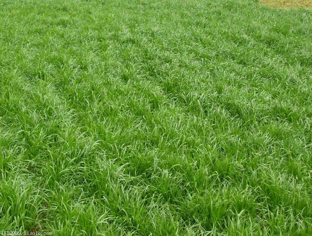 牧草種子——黑麥草什么季節播種比較好