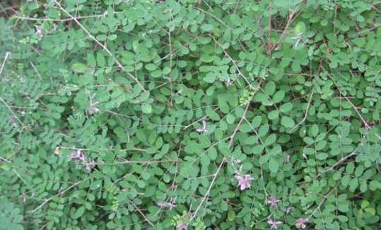 優質牧草—馬棘經濟價值以及播種環境