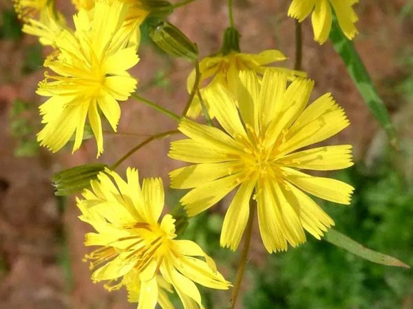 山野花系列------苦荬菜牧草種子