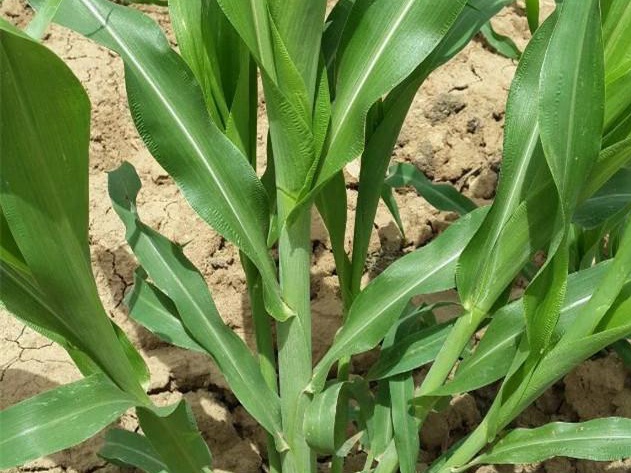 墨西哥飼用玉米種植有何技術特點? 墨西哥飼用玉米種植有何技術特點?