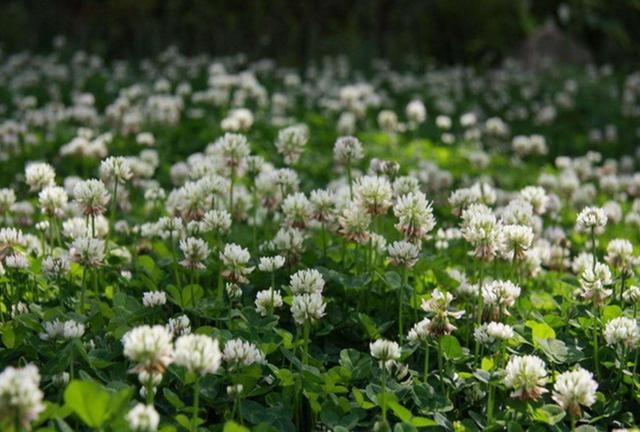 白三葉應該怎么種植？需要哪幾個步驟？
