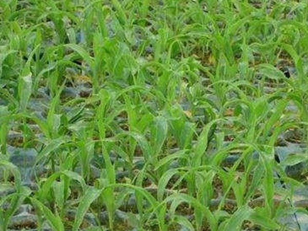 墨西哥玉米草出苗成活率是什么原因，怎么樣提高成活率？