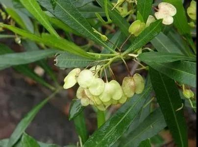 車桑子繁殖方式以及主要經(jīng)濟價值 車桑子繁殖方式以及主要經(jīng)濟價值