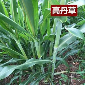 高粱與蘇丹草的結合,高丹草的優勢有哪些 高粱與蘇丹草的結合,高丹草的優勢有哪些