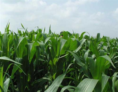 墨西哥玉米草有這些優勢,你懂嗎 墨西哥玉米草有這些優勢,你懂嗎