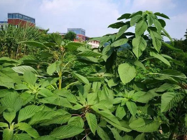 養豬用什么牧草種植比較好？